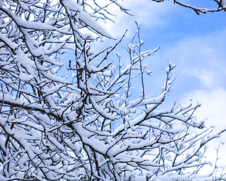 Snowy forest. Branches covered with snow against the skyの写真素材