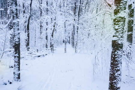 Winter. Beautiful snowy forest. Trees in the snow. Russiaの写真素材