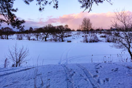 Winter evening. Snow field with small bushes. Pink light on the cloud.の写真素材