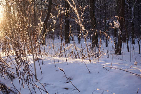 Dry grass in a snowdrift. Sunlight from the side.の写真素材
