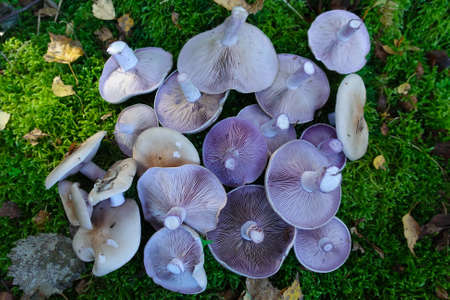 A pile of cut edible mushrooms, Blewits, or Lepista nuda, showing underside with purple gillsの写真素材
