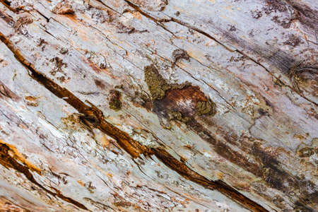 Texture of old cracked wood. Cracked surface of dry log material. abstract hardwood. natural forest materialの写真素材