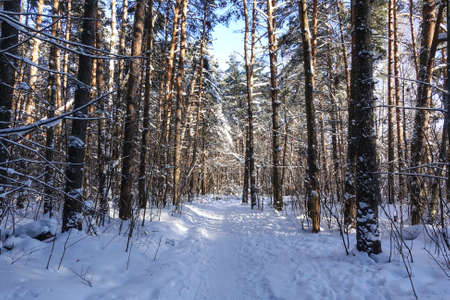 winter forest. The path passes through the forest covered with snow. Russiaの写真素材