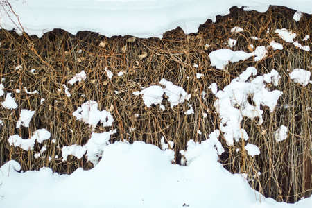 Wicker fence covered with snow in winter day after snowfall. Winter season, cold weather concept. Beautiful winter background in rustic styleの写真素材