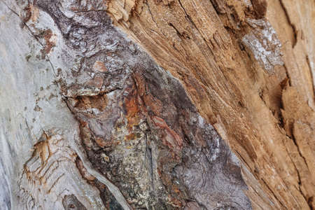 Texture of old cracked wood. Cracked surface of dry log material. abstract hardwood. natural forest materialの写真素材