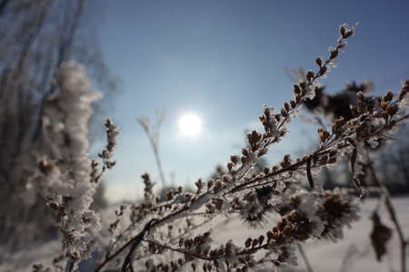White snow on a bare tree branches on a frosty winter day, close up. natural background. Selective botanical background. high quality photoの写真素材