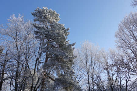 Trees covered in snow against a blue sky.の写真素材