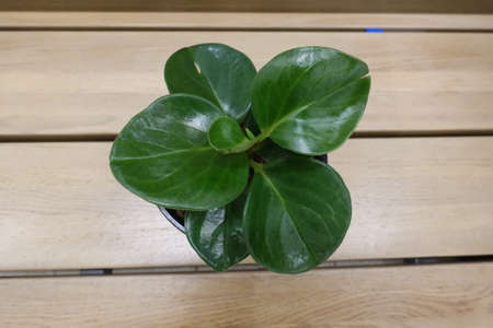 Green plant, grass in a cup on a wooden background. houseplantsの写真素材