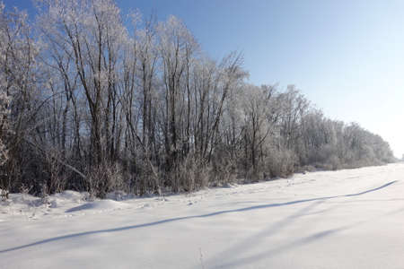 Winter in the forest. The tree is covered with snow. beautiful winter landscapeの写真素材