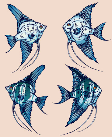 A beautiful hand-drawn illustration with angelfish for designのイラスト素材