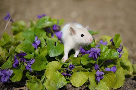 Mouse sitting on a flower violetの写真素材