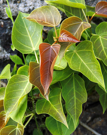 Close up of Pipal leafsの写真素材