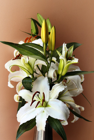 a fragment of white Lilies are on earth tone background.の写真素材