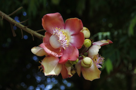 Cannonball flower from the tree. Salah Flower, Vintage Flower. Natural Concept.の写真素材