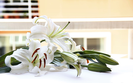 Beautiful Lily Flowers. Natural concept.の写真素材