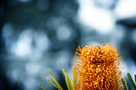 Colorful of Flowers in Spring with green backyard. Natural and Background Concept.の写真素材