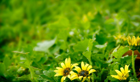 Close up of bright yellow dandelions among the green meadows. Natural Beautiful springtime Background Concept.の写真素材