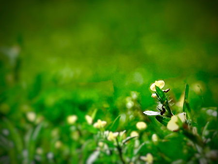 Close up of bright  yellow  dandelions among the green meadows. Natural Beautiful springtime...