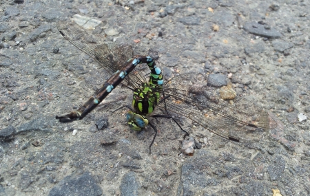 Dragonflyの写真素材