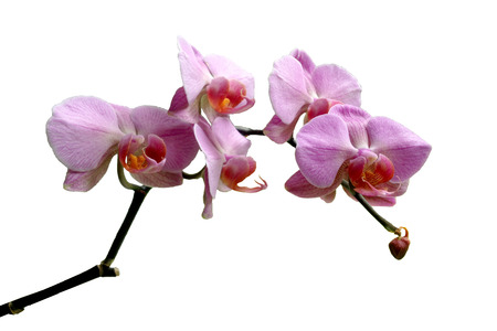 Orchid Thailandの写真素材