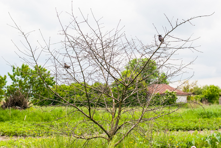 Birds sitting on a bare treeの写真素材