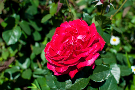 The beautiful bud luxurious and fragrant rosesの写真素材