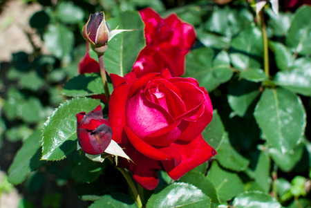 Beautiful background of red and tender rosesの写真素材