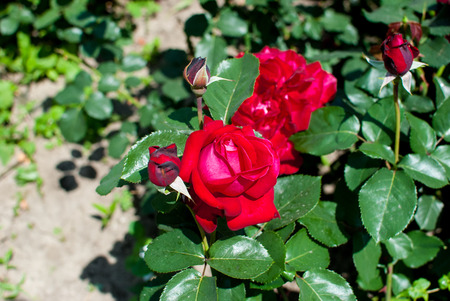 The buds of red tea fragrant rosesの写真素材