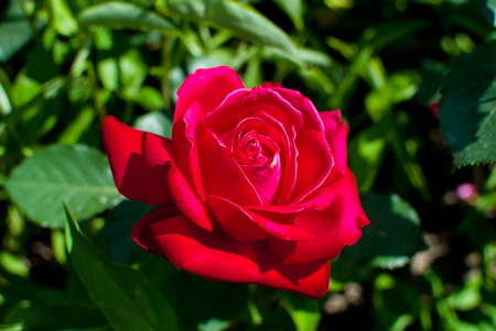 Red scented rose in flowerbedの写真素材