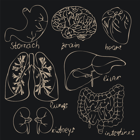 The bodies of human illustrations for books, encyclopedias, scientific and medical aids, brochures on a black backgroundのイラスト素材