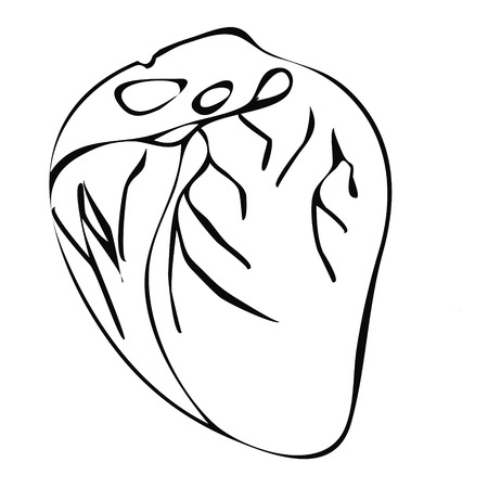 Illustration of the human heart healthyのイラスト素材