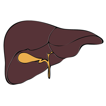 vector human liver, Isolated on white backgroundのイラスト素材