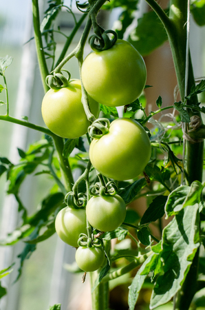 Green tomatoes on a branch beautifulの写真素材