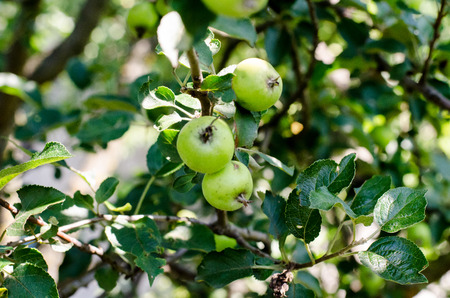 Green small apples on an apple treeの写真素材