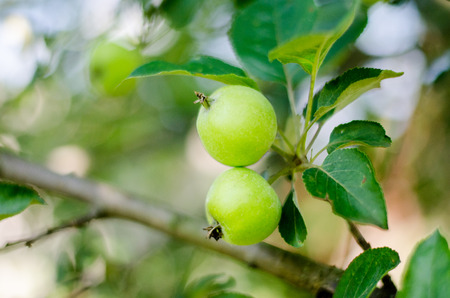 Green juicy apples on a branchの写真素材