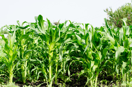 Growing juicy and useful in a field of corn