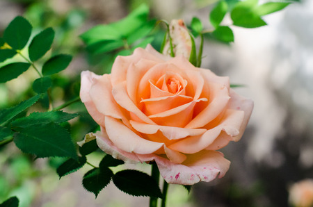 Beige delicate fragrant rose refinedの写真素材
