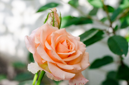Beautiful orange rose soft subtleの写真素材