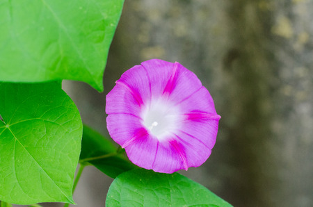 Background with beautiful purple morning glory flowerの写真素材