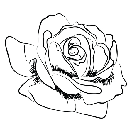 Illustration of a tea rose gardenのイラスト素材