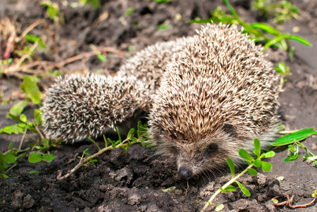 Hedgehogs Family: Mother and childrenの写真素材