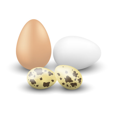Chicken and quail eggsのイラスト素材
