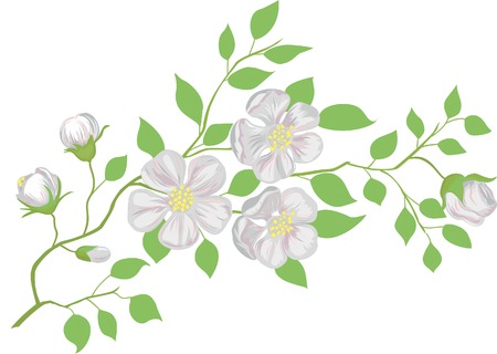 The blossoming apple-tree branch. のイラスト素材