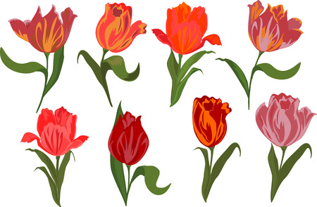 set of tulips Isolated objects.のイラスト素材