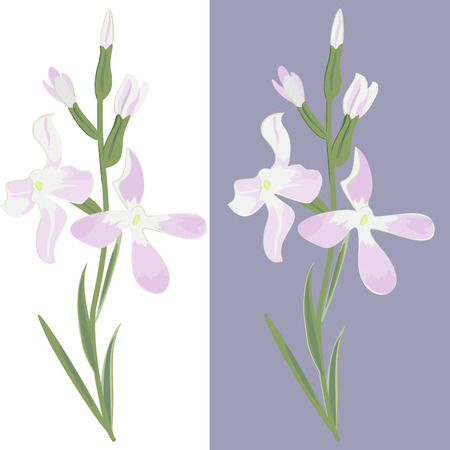 The night flower violet on gray and white backgrounds.のイラスト素材