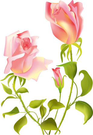 Bouquet of pink roses in vintage style.のイラスト素材