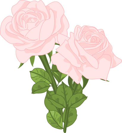 Two pink roses.のイラスト素材