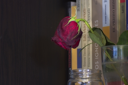 Aged red roseの写真素材