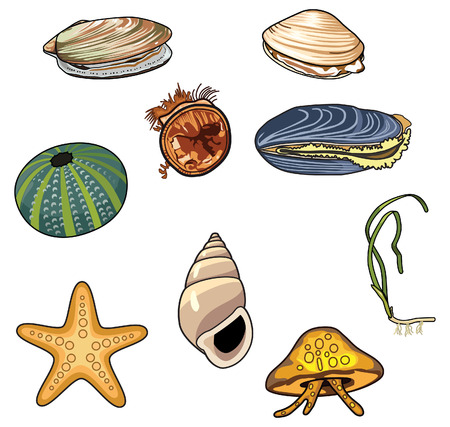Vector illustrations of Sea creaturesのイラスト素材