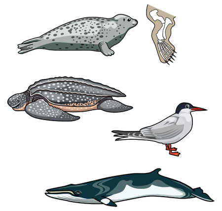 Vector illustrations of Sea creaturesのイラスト素材